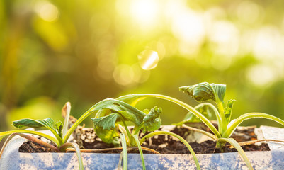 Dead plant or vegetable in plastic bottle on wooden table with sunlight in morning time