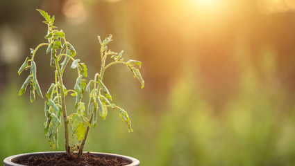 Dead plant in plastic pot on wooden table with copy space