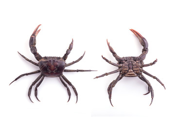 Set of several black crab isolated on white