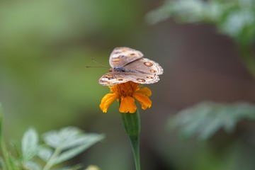 Butterfly is a beautiful bird.