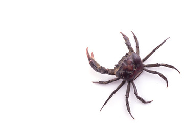Set of several black crab isolated on white