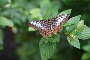 Butterfly is a beautiful bird.
