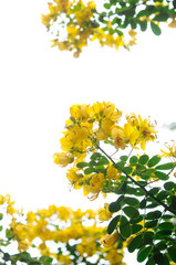 黄色い花　コバノセンナ