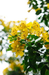 黄色い花　コバノセンナ