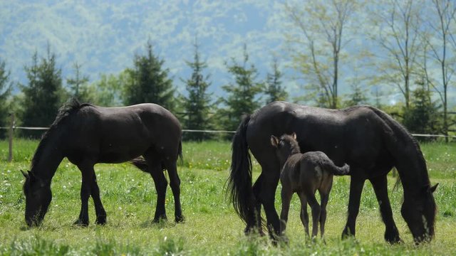 Couple of black horses and little baby foal grassing on green meadow, beautiful 
