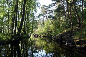 Obraz premium Forest river