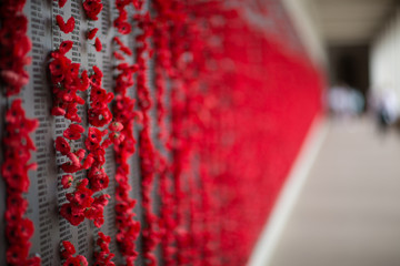 Poppies for our memorial day