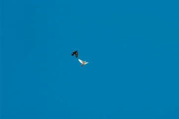 Dove in flight , Pigeons fly / Pigeons are flying in the sky