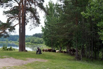 Cowherd in forest