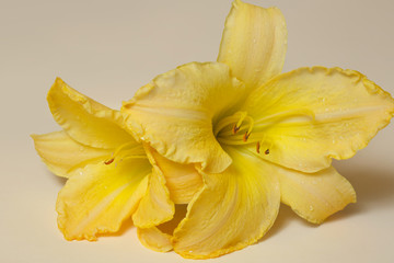 Fototapeta na wymiar Yellow daylily flower on a beige background.