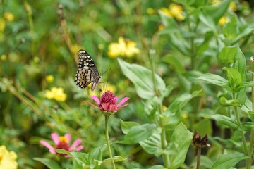 butterfly on flower