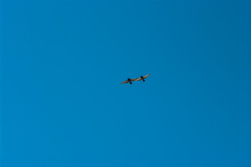 Dove in flight , Pigeons fly / Pigeons are flying in the sky