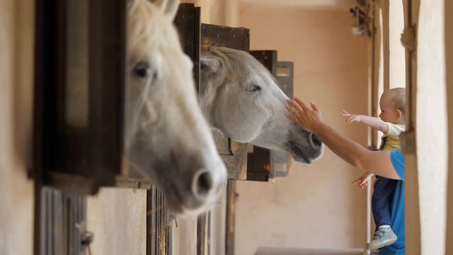 Brave baby child in father arms caress horse head , animals in stable