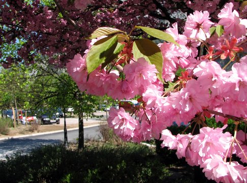 Blooming tree in Austria
