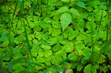 Forest Soil with Grass