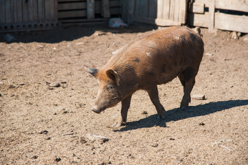 Domestic pigs on a farm
