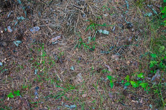 Fototapeta Forest Soil with Grass