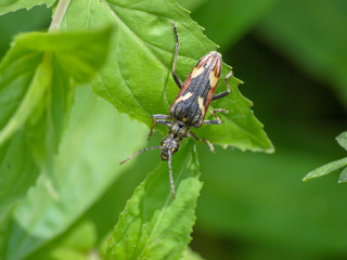Rhagium bifasciatum - Two-banded longhorn beetle, the most common longhorn beetles in Europe.