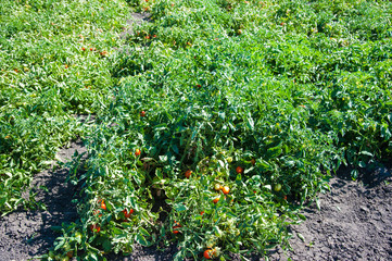 Natural field tomatoes