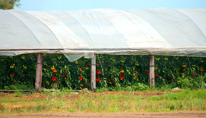 greenhouse with tomato plants and other vegetables
