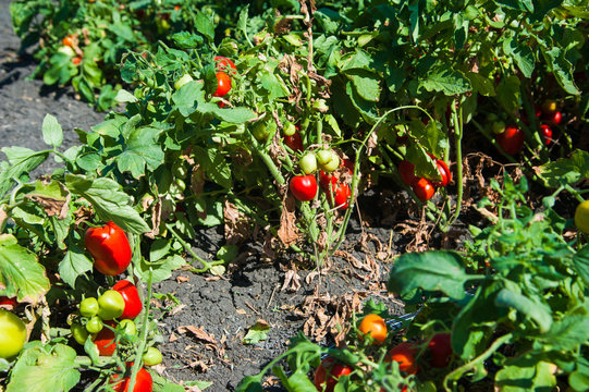 Natural field tomatoes