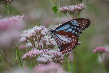 アサギマダラとフジバカマ