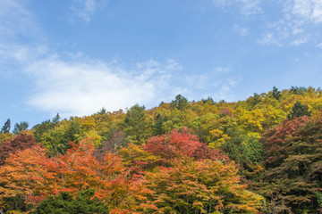 Fototapeta premium 紅葉と青空