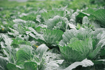 Cabbage field on the mountain; North, THAILAND.