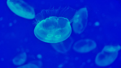 jellyfish in blue water