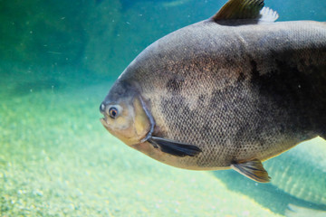 large piranha in the aquarium