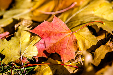 Autumn background-maple leaves fallen leaves lying on the grass 
