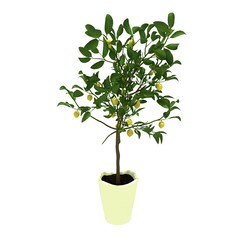 lemon tree on pot