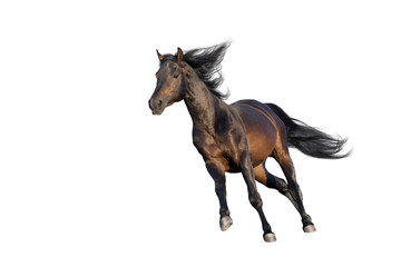 Fototapeta na wymiar Bay horse with long mane run gallop isolated on white