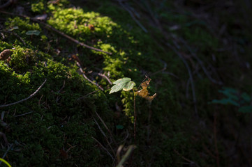 Von der Sonne angestrahltes Blatt auf Moos