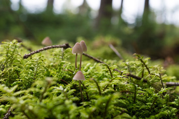 Kleine Pilze im Wald auf Moos