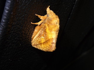 Drinker Moth, Euthrix potatoria, male