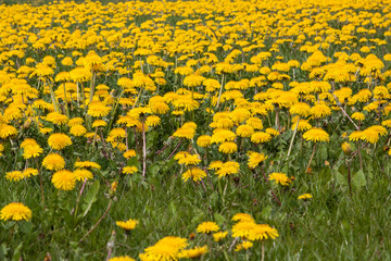 yellow Dandelion blossom on a meadow - close-up 