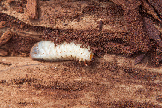 Wood worm in a tree trunk -destroys valuable timber - close-up