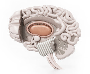 Layered anatomic 3D illustration of human brain. 3D illustration