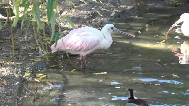 Roseate Spoonbill Latin name Ajaia ajaja
