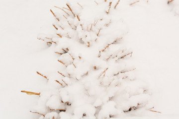 Small bushes stand in the snow. Snow cover. Dried flowers stand in the snow.