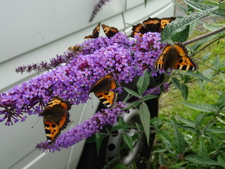 Seven Small Tortoiseshells on buddleia