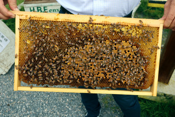 Bees on a honeycomb frame producing honey