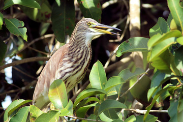Chinese Pond Heron waiting to catch fish