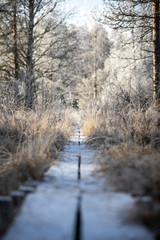 Frosty path