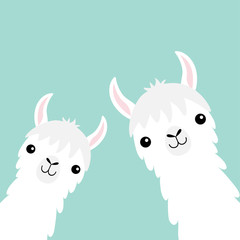 Two llama alpaca animal set. Face neck. Fluffy hair fur. Cute cartoon funny kawaii character. Childish baby collection. T-shirt, greeting card, poster template print. Flat design. Blue background. © worldofvector