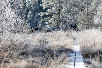 Bridge in frosty fay