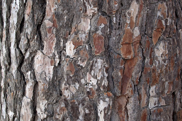 Pine Bark Surfaces Texture - 231825257