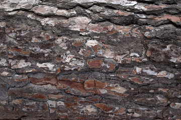 Pine Bark Surfaces Texture - 231825260