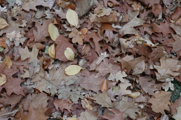 Herbstlicher Laubhaufen